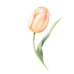 Single Tulip Blooming: A stunning close-up of a vibrant, single tulip flower gracefully positioned against a minimalist backdrop.