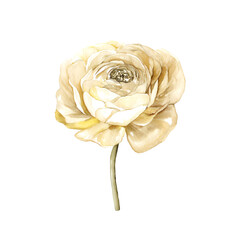 Creamy Ranunculus Bloom: The delicate petals of a creamy ranunculus unfurl in exquisite detail, showcasing the flower's layered beauty and timeless elegance.
