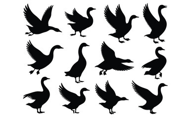 Fototapeta premium Duck Silhouette Pose Set – Graceful Bird Movements for Nature, Education & Seasonal Design