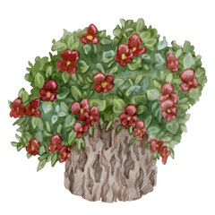Watercolor illustration of Bouquet of red viola flowers in stump-pot. Lush leaves and violet flowers in a stump. For flower shops, printing on postcards, greeting cards, business cards, etc.