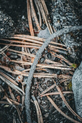 Ameisen im Nadelwald 