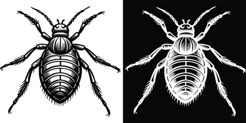 Detailed Line Art Beetle Insect Bug Illustration in Black and White