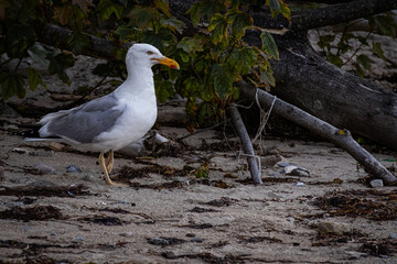 Möwe am Strand 