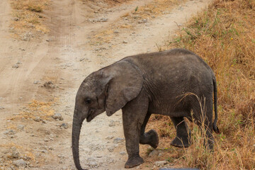 Young african elephant in Tarangire national park, Tanzania
