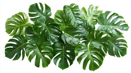 Fototapeta premium Lush green monstera deliciosa leaves isolated on white background.
