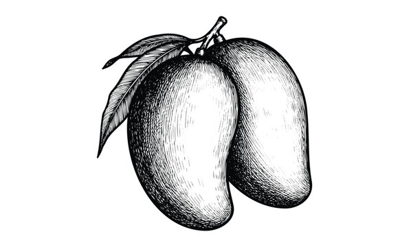 Vintage black and white mango illustration with detailed leaves. Vector retro hand drawn illustration