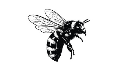 Detailed black and white bee illustration with transparent wings. Vector retro hand drawn illustration