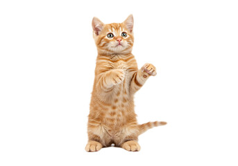 Adorable ginger kitten standing upright on hind legs looking upwards Isolated on transparent background