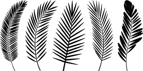 Beautiful palm tree leaf set silhouette on white background 