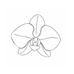 Delicate orchid bloom outline flower petal