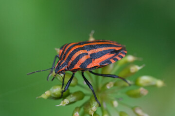 Closeup on a vibrant red striped shield bug Graphosoma italicum against a green background