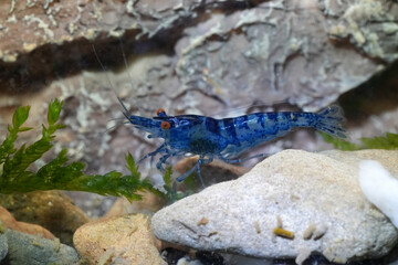 Closeup on a vibrant blue tropical Asian freshwater  cherry shrimp Neocaridina davidi