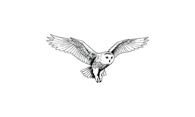 Obraz premium Detailed black and white illustration of a barn owl in flight. Vector retro hand drawn illustration