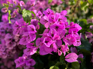 Bougainvillea glabra pink blossoming plant 