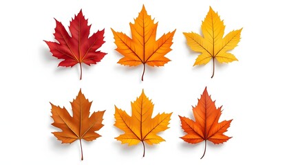 Obraz premium Isolated colorful autumn leaves on white