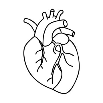 A human hart sketch