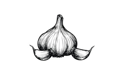Hand-drawn black and white illustration of garlic bulb and cloves. Vector retro hand drawn illustration