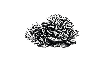 Detailed black and white illustration of coral reef structure. Vector retro hand drawn illustration