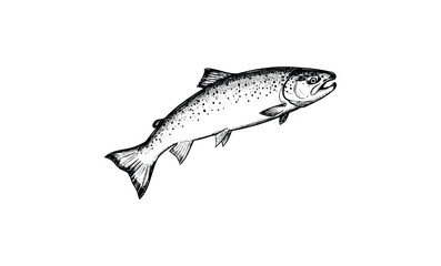 Obraz premium Vintage black and white salmon sketch isolated. Vector retro hand drawn illustration