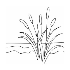 Cattails growing by the water reeds marsh