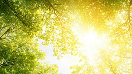 nature conservation concept. Sunlight filtering through lush green tree canopies.