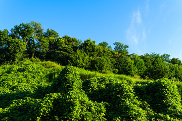 散歩の途中で見つけた光景