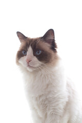 Purebred domestic cat Ragdoll on white background