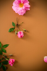 Fototapeta premium Blooming rosebuds with green foliage on brown background