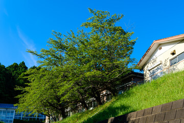 散歩の途中で見つけた光景