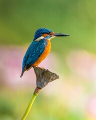kingfisher sit on a Lotus flower 