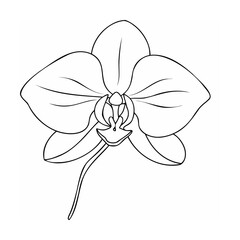 Delicate orchid bloom outline flower petal
