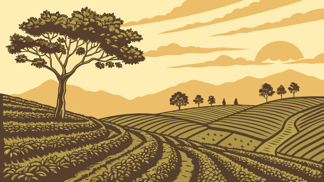 Sunset Tea Plantation Landscape