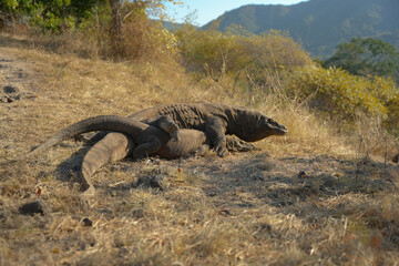 Rare sighting: Komodo dragons during mating season. Witnessing this unique behavior atop a mountain...
