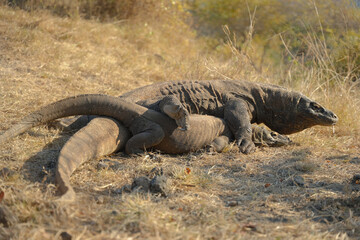 Rare sighting: Komodo dragons during mating season. Witnessing this unique behavior atop a mountain in Komodo National Park, Indonesia.