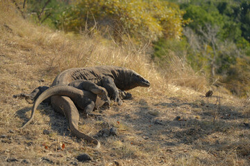 Rare sighting: Komodo dragons during mating season. Witnessing this unique behavior atop a mountain in Komodo National Park, Indonesia.