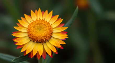 Fototapeta premium A vibrant strawflower blossom with yellow petals tipped in red, centered against a blurred green background of foliage.