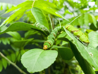 Three citrus leaf caterpillars feeding on leaves. The detailed patterns on their bodies are clearly visible, giving a natural macro look.