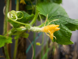 Yellow inflorescence on cucumber shoots in the backyard garden with small vegetable fruits, flowering and early ripening of cucumbers.