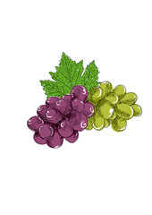 Fototapeta premium Hand Drawn Vector Illustration of Red and Green Grapes with Leaves – Isolated on Transparent Background