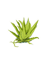 Fototapeta premium Hand Drawn Vector Illustration Aloe vera with Leaves – Isolated on Transparent Background