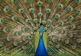 Obraz premium Portrait of a majestic peacock with colorful tail feathers fanned out