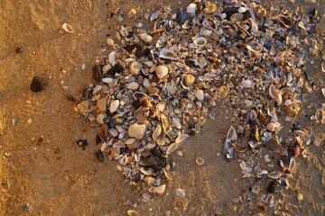 A vast spread of various seashells scattered on a golden sandy beach captures the light of the...