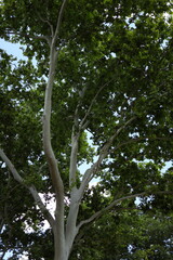 A tall tree with dense green leaves reaches upward towards a clear blue sky in a peaceful park. Sunlight filters through the branches, creating a tranquil atmosphere.