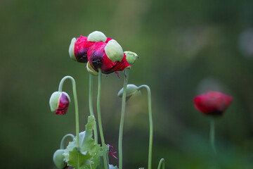 Buds of Papaver somniferum, commonly known as the opium poppy or breadseed poppy. Flower buds of Papaver somniferum. Summer morning background.
