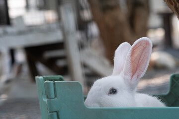 A curious white rabbit peeks from a green container, showcasing its large ears and bright eyes in a serene environment.