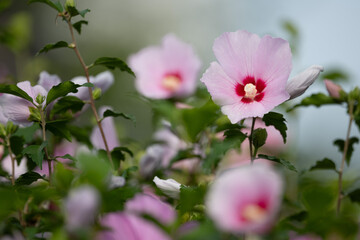 Soft Focus Pink Hibiscus Syriacus Flower in Bloom