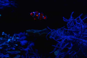 A clownfish swims among blue corals in an aquarium; a mysterious underwater scene.