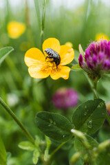Shiny beetle on a yellow flower in a colorful summer meadow, macro view of nature.