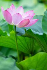 Fototapeta premium Close-up of a Pink Lotus Flower with Green Leaves in Summer