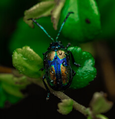 insect macro photography 